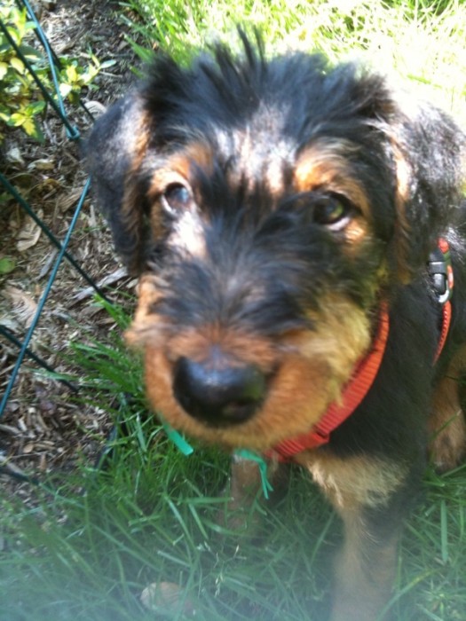 Copper Puppy.jpg (160 KB)